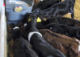 A new calving season is set to begin