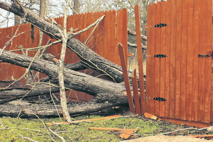 Navigating a dispute with neighbours over trees