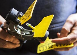 NI farmers should only order required calf tags