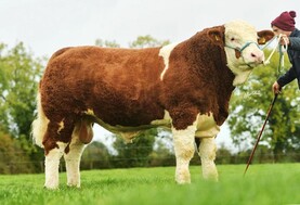 Coose bulls dominate British Simmental sire rankings