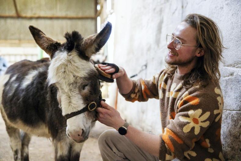 Cuddles, picnics, and care visits – donkeys offer it all