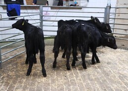 Close to 20% increase in calf throughput for Cork Marts in 2025                 