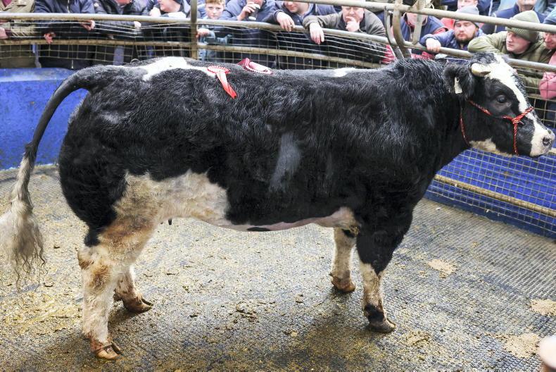 In pictures: top heifers average over €5/kg in Roscrea fatstock sale