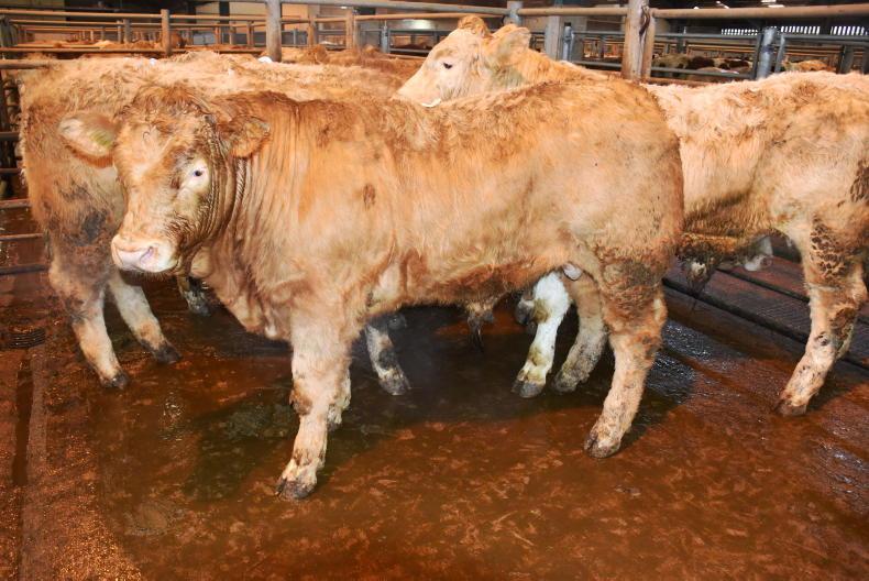 New Year cheer for weanlings at Enniskillen