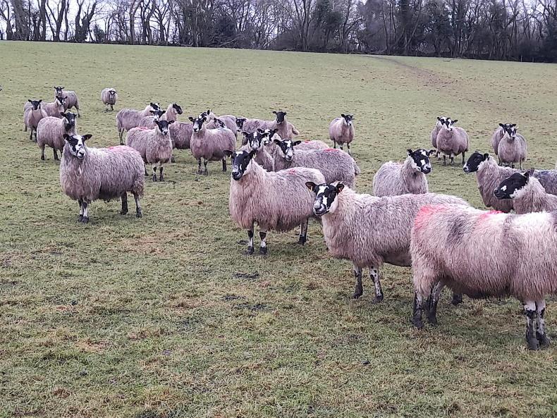 Planning ahead for ‘extras’ at lambing