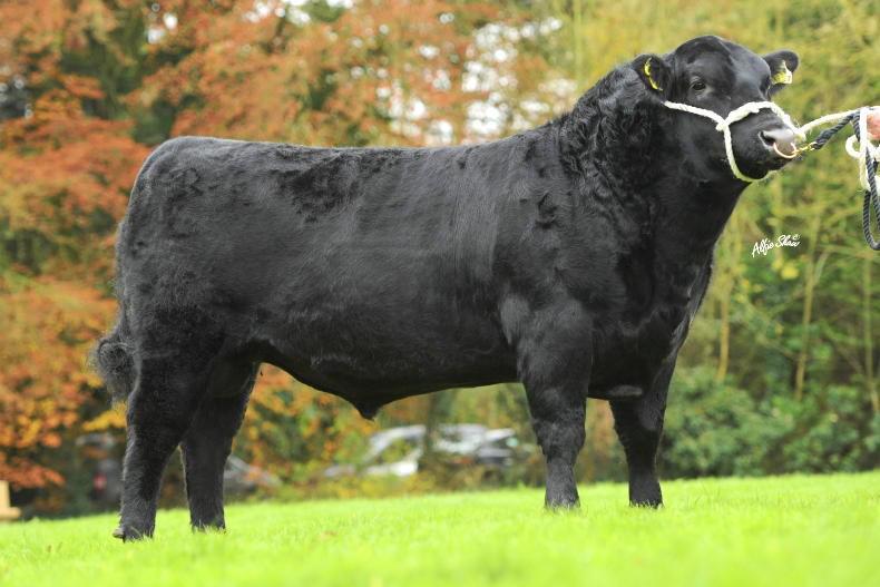 Meet the sires at the top of the ICBF Active bull lists