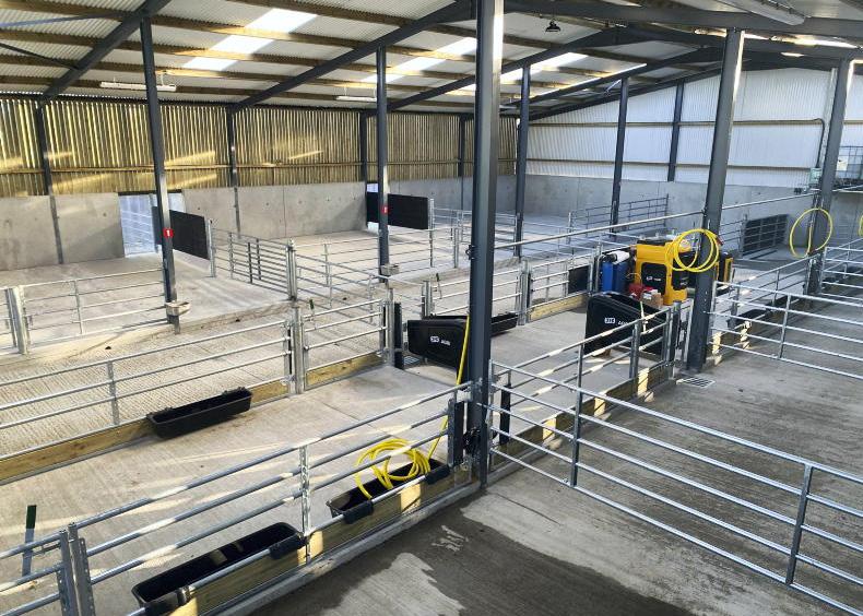 Calf housing: the key areas to focus on 