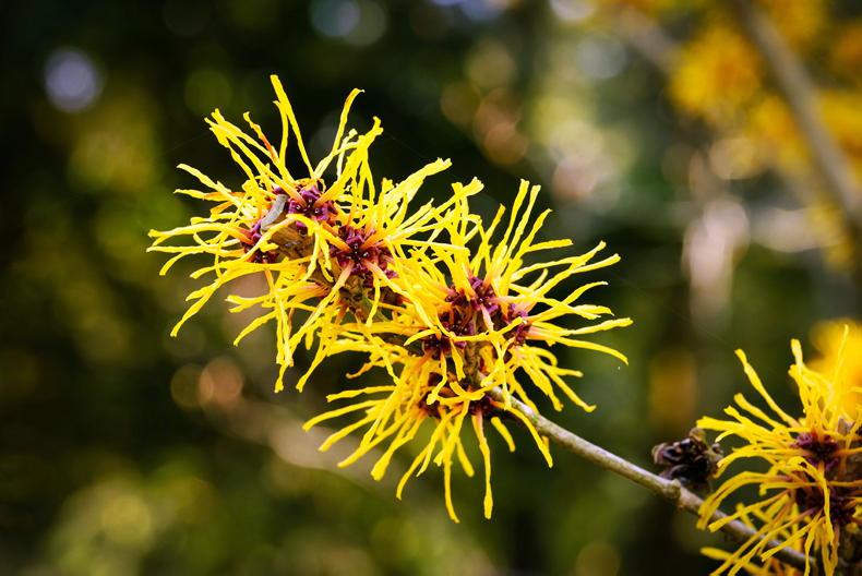 Gardening with Paul: the witches are ablaze in winter