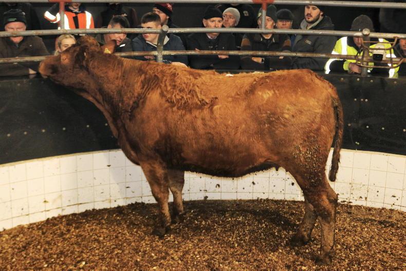 Camera at the Mart: in-calf heifers top out at €5,950 in Elphin