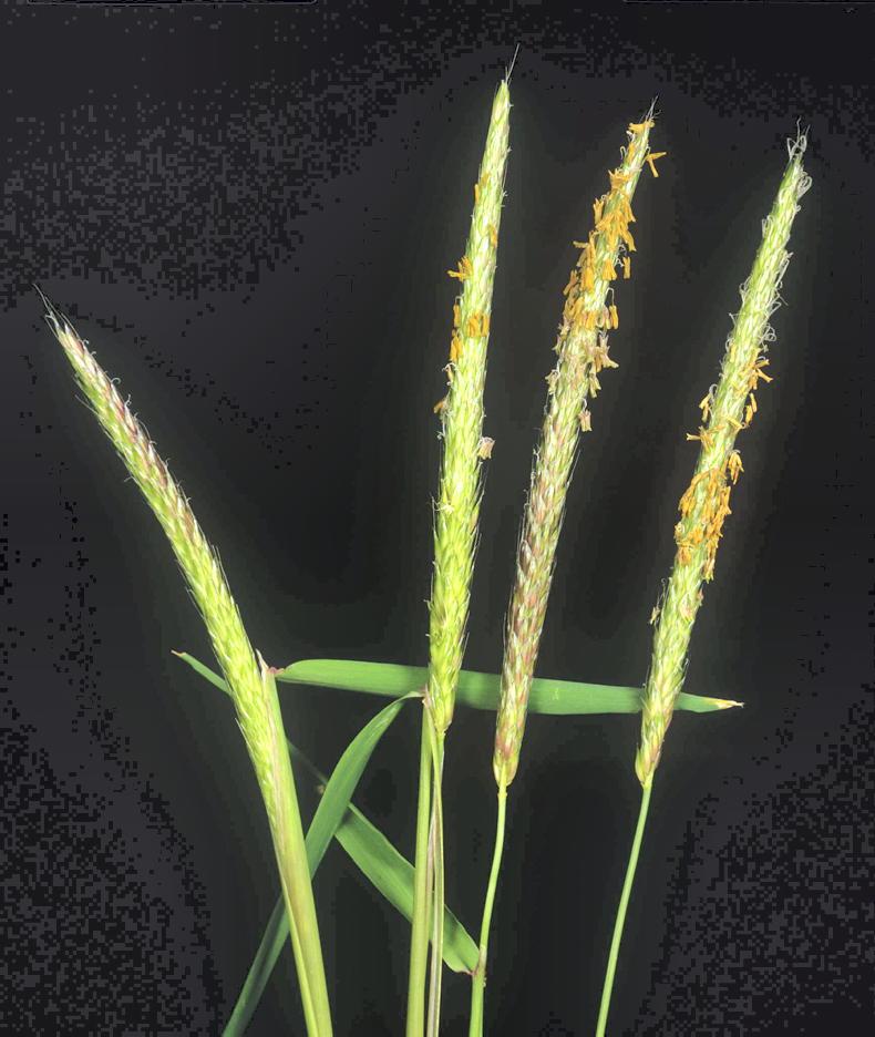 Editorial: no need for straw imports