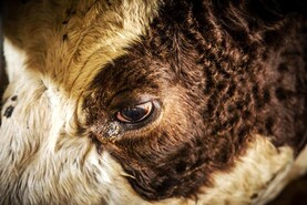 Pneumonia the most common cause of death in cattle