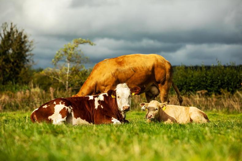 EU beef cow numbers to fall by 3m head by 2035