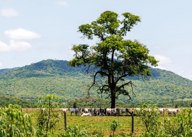 Explainer: the Mercosur trade deal on beef access