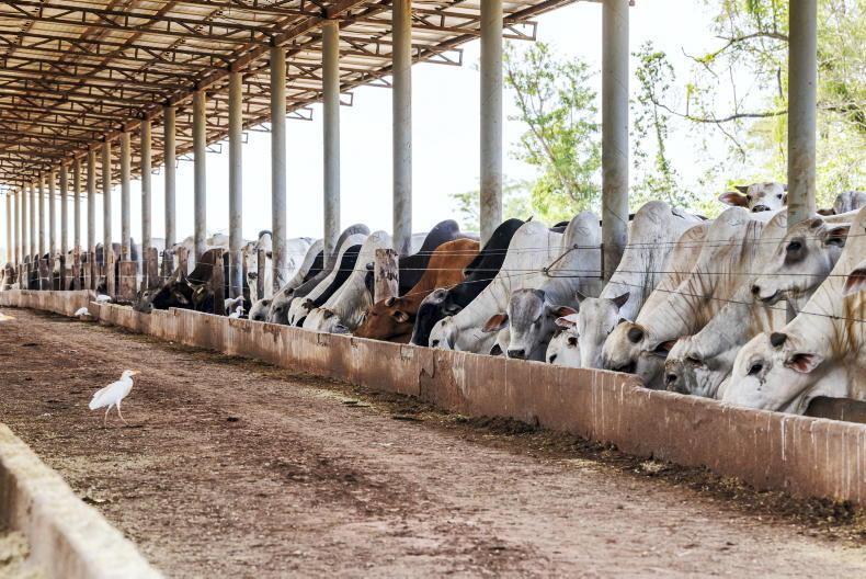 10m extra cattle slaughtered in Mercosur countries in last four years