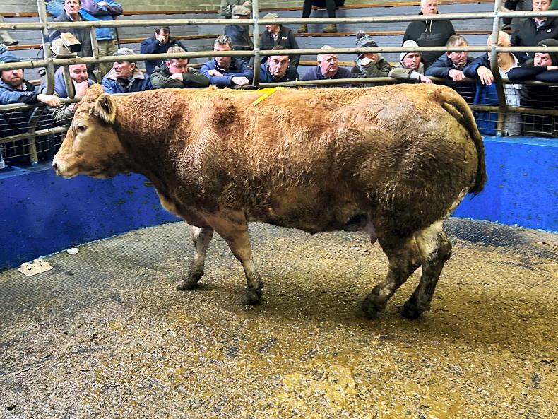 Martbids Database: low numbers but positive mood in cattle trade