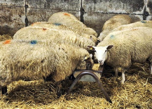 Factory spotlight focuses on heavier lamb carcases