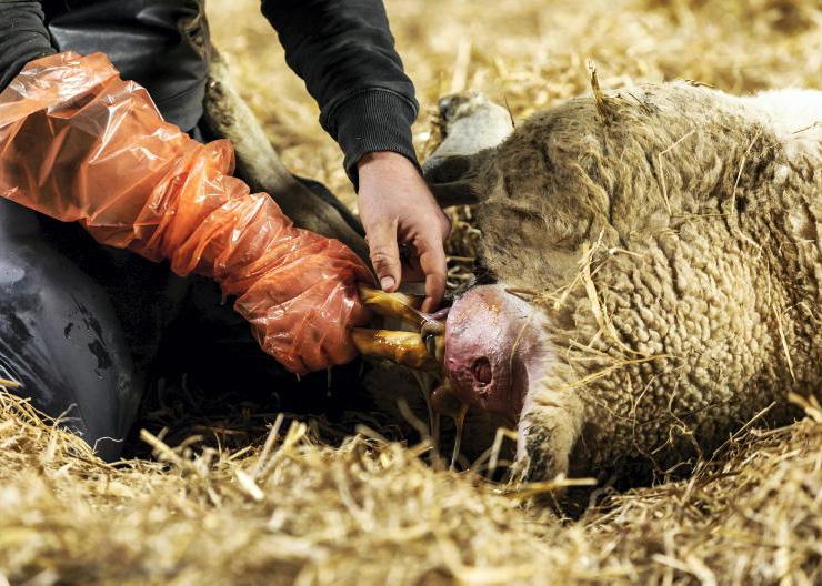 Focus on lambing at Galway sheep event