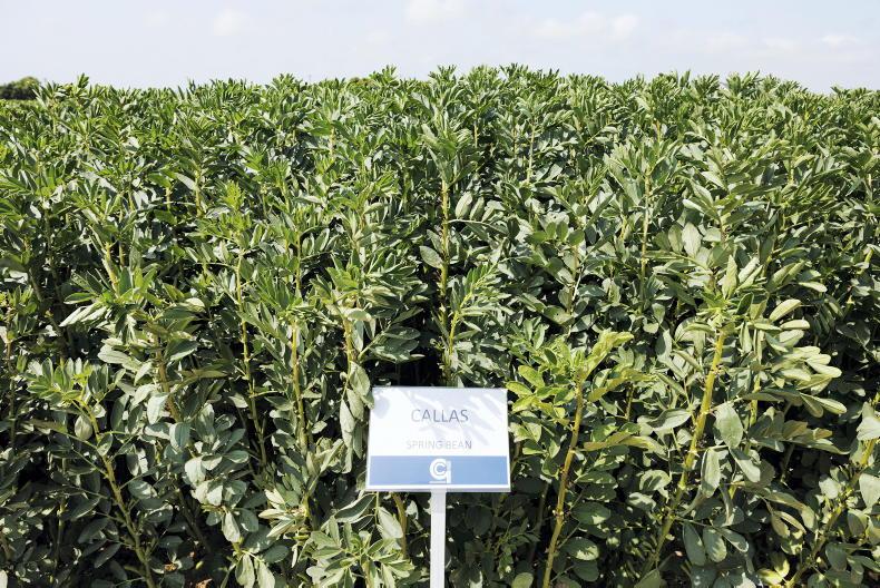 Three spring bean varieties on tight list