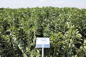 Three spring bean varieties on tight list