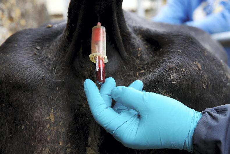 No new BTV cases since mid-December