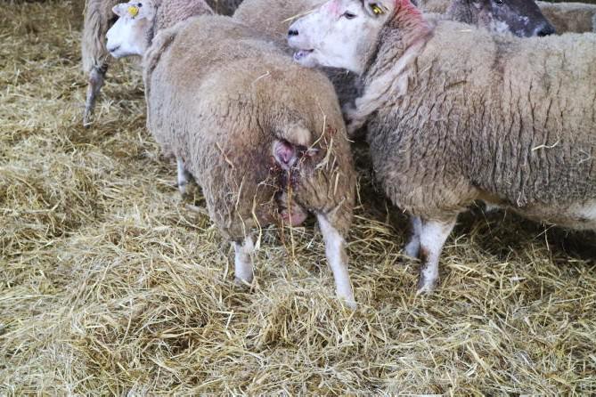 Sheep Management: liver fluke, abortion control and religious festival dates
