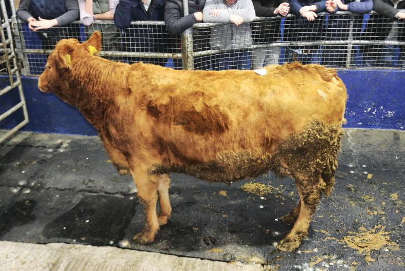 Camera at the Mart: cull cow trade stays solid in Portumna