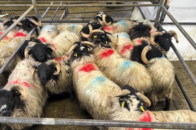 Sheep mart prices: more bite for lambs in places