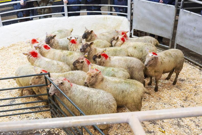 Factory lamb prices increase by 10c/kg 