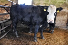 Northern View: factories keep base quotes unchanged