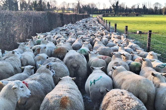 Preparing ewes for housing: key steps for a smooth pre-lambing period