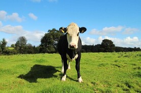 A stable land market - for now