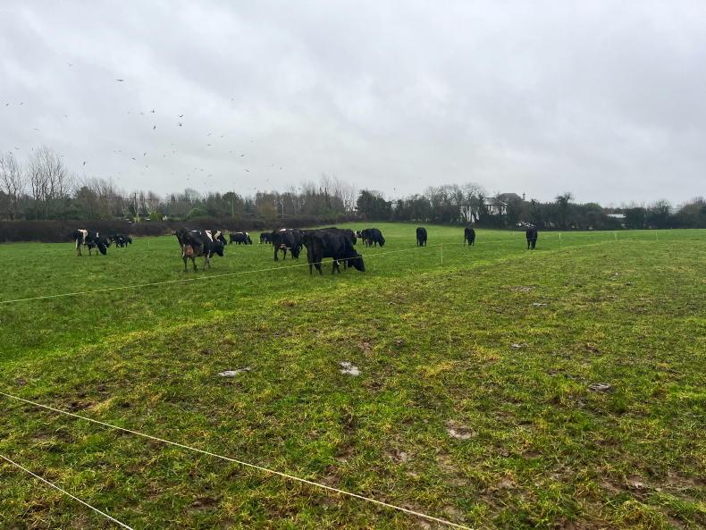 Planning time for spring grazing 