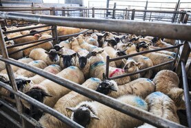 Halting NI sheep imports will not stop bluetongue spread - Department