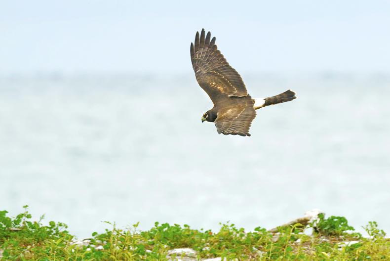 Birds Directive ruling could clip the wings of farming and forestry