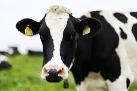 ICMSA calls for EU-wide voluntary milk reduction scheme