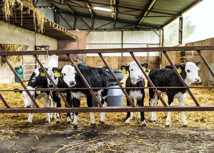 Top tips for first time calf-rearers