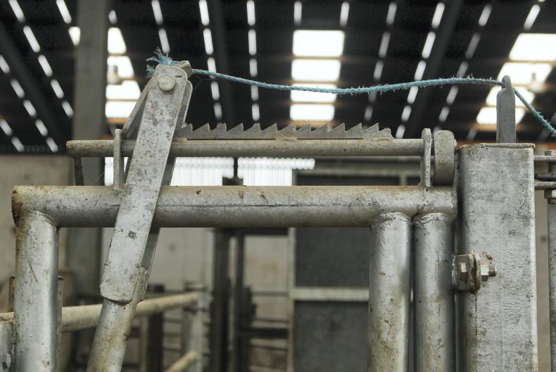 HSA to begin nationwide livestock handling inspections 