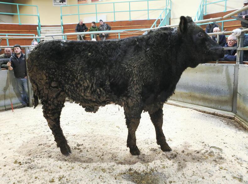 Robust trade for beef cattle at Ballymena