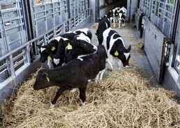 What’s next for proposed EU regulations on animal transport?