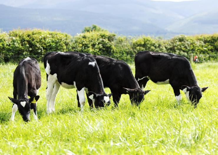Dairy beef budgets: where will the calf price finally land?