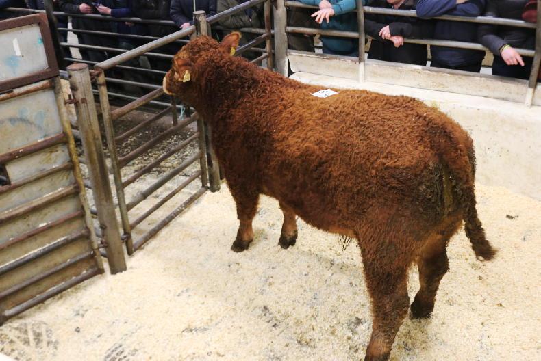 Camera at the Mart: positivity in prices for cattle in Drumshanbo 