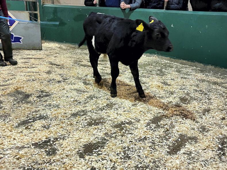 Quality calves meet fierce bidding in Omagh