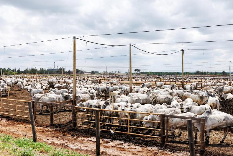 ICMSA urges Bord Bia to convene board meeting on Brazilian beef imports