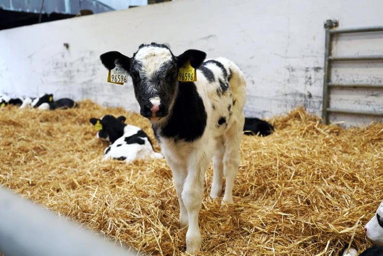 Remote worker calving relief                           