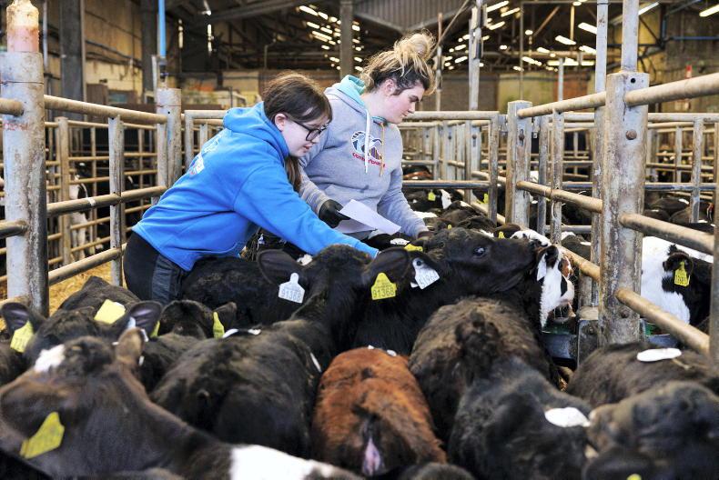 Calf exports up over 10% on 2024                             