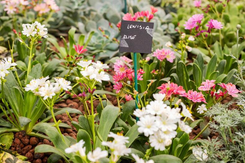Gardening with Paul: Alpines living in small spaces
 
