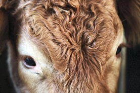 Bluetongue antibodies found in cattle on Isle of Man
