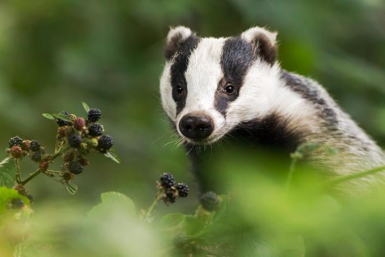 Did you ever hear about the goodgers?                   