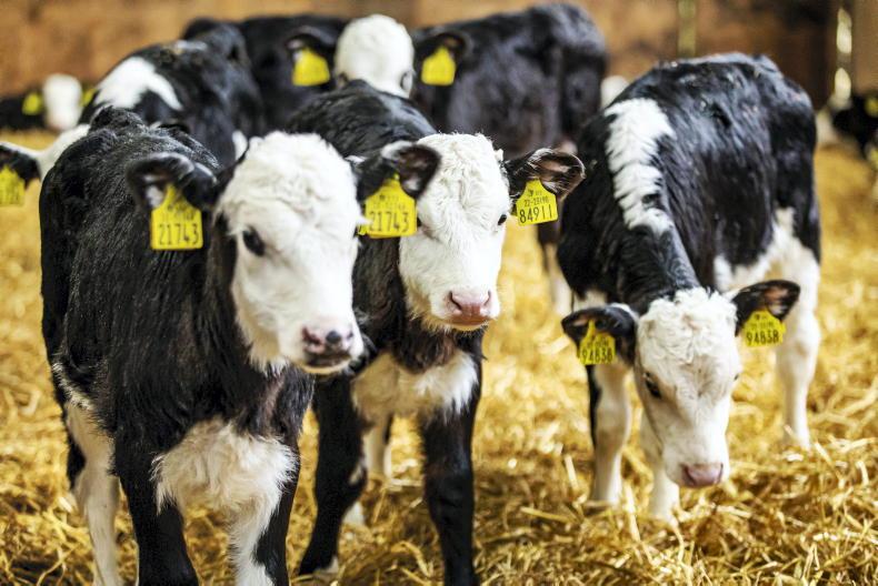 Budgets and performance key to making money from calves