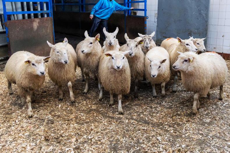 Camera at the Mart: firm demand for stores in Baltinglass Mart
